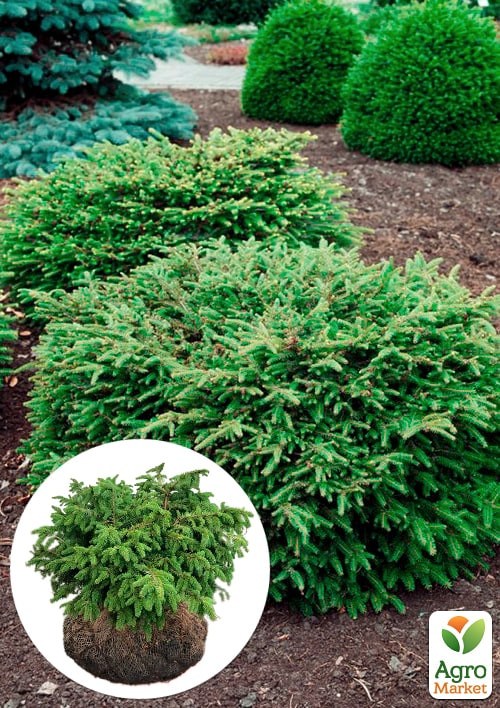 Ель обыкновенная "Nidiformis" (ком/сетка) диаметр 55-60см