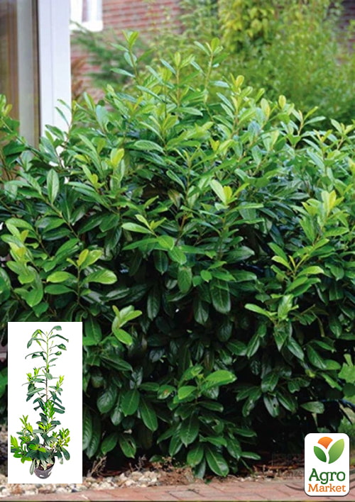 LMTD Лавровишня 6-летняя "Caucasica" 100-120см