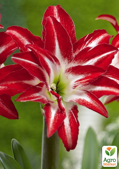 Гиппеаструм махровый "Splash" (Амариллис) 