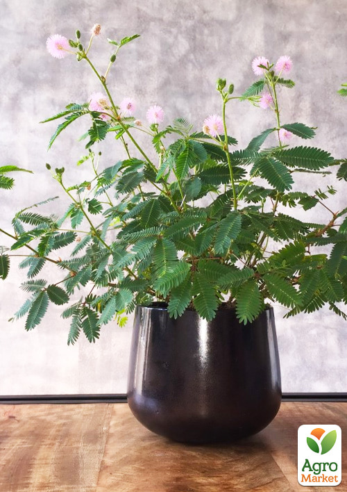 Мимоза стыдливая (Mimosa pudica) Нидерланды