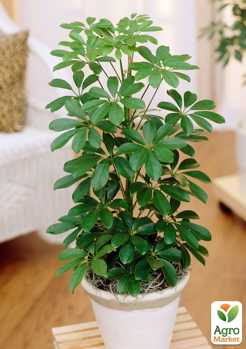 Шеффлер "Nora" - фото 5