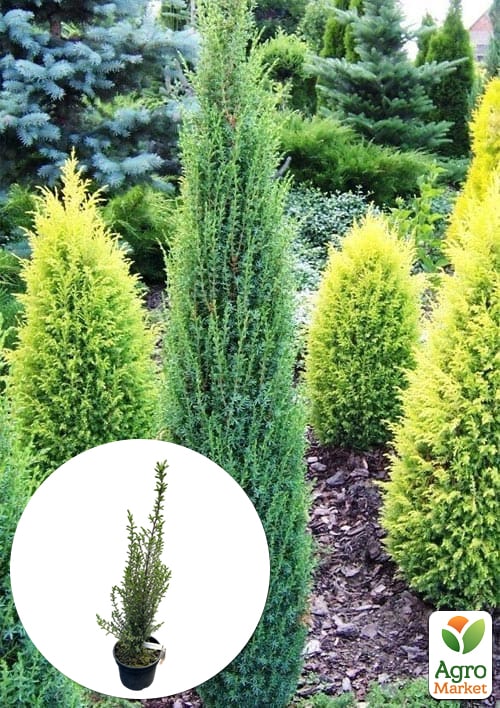 Можжевельник 3-х летний "Sentinel" С3, высота 40-50см