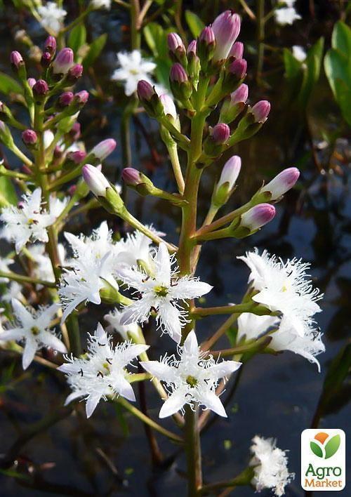 Вахта трехлистная - фото 5