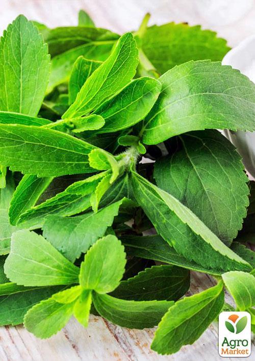 Стевія "Медова трава" саджанець - фото 2