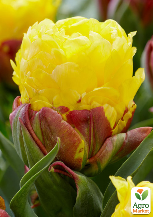 Тюльпан "Ice Cream Banana" - фото 7