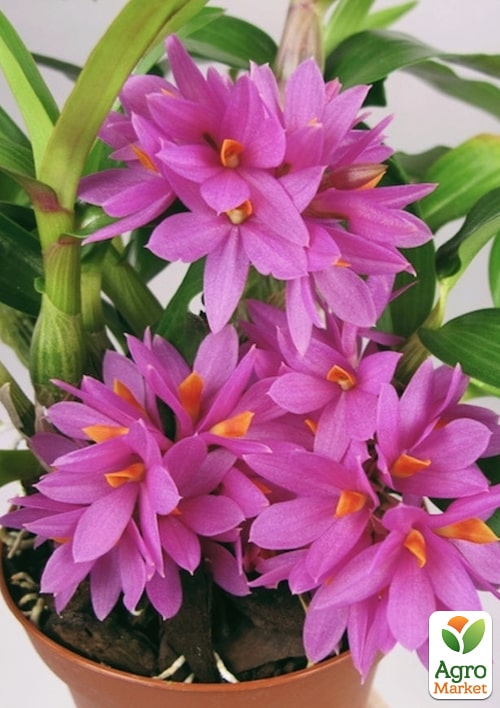 Дендрофаленопсис "Rubin" - фото 5