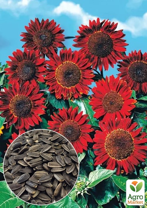 На вагу Соняшник "Прадо" ТМ "Весна" ціна за 3г