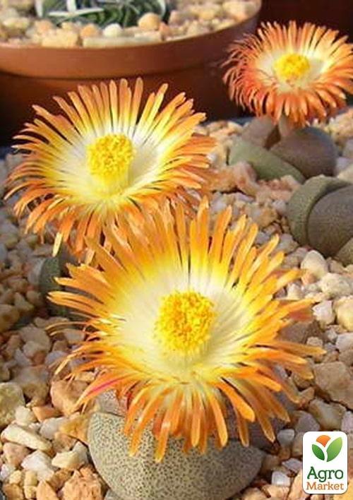 Литопсы "Живые Камни" (Levend Steenje)