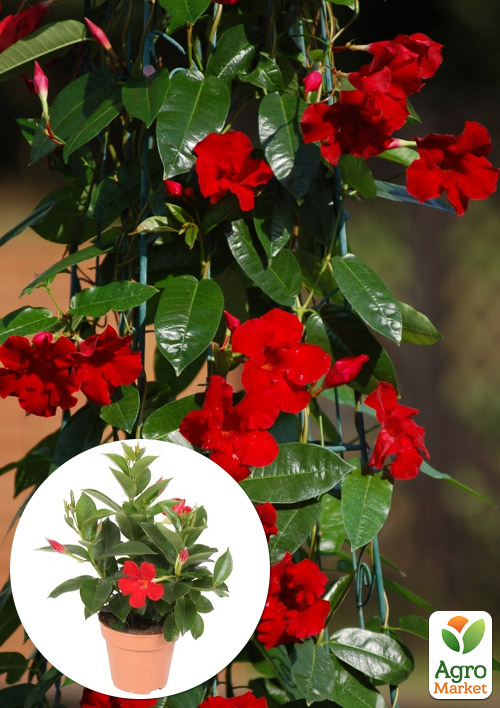 Дипладенія (Mandevilla) "Verona" (квітуча ліана)