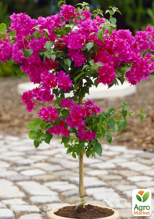 Бугенвіллія на штамбі "Elisabeth" - фото 6