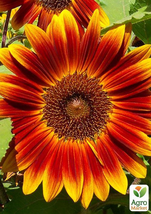 Подсолнечник "Красное солнышко" (Зипер) ТМ "Весна" 2г - фото 2