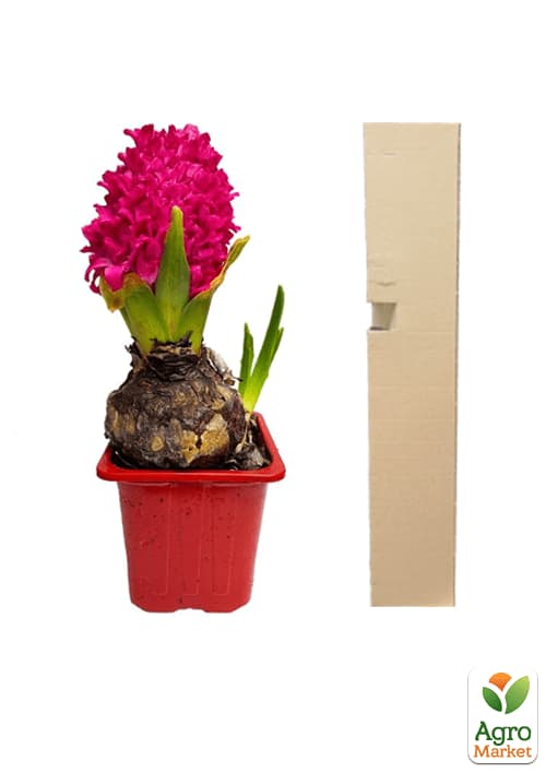 Гиацинт "En Melang" (Нидерланды) - фото 4