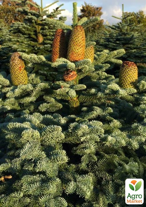 Пихта Маньчжурская 4х летняя (Abies holophylla) высота 30-40 см - фото 3