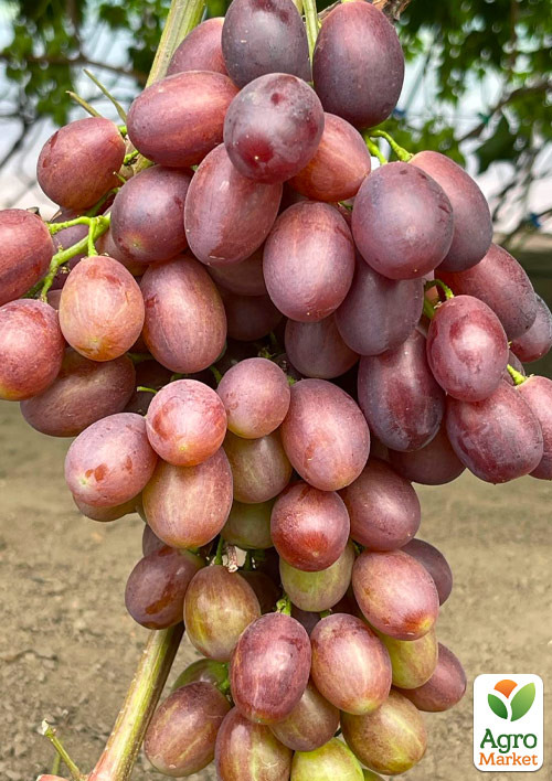 Виноград "Енергодар" (ультраранній, велика хрумка ягода приємного мускатного смаку)