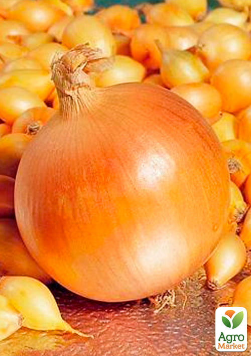 Голландский лук-севок 0.5кг (арбажейка) ранний, желтый "Центурион" - фото 4