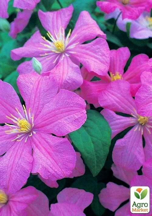 Клематис "Comtesse de Bouchaud" - фото 6