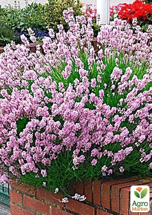 Лаванда узколистная "Rosea"