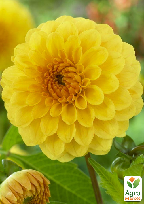 Георгина "Golden Scepter" - фото 4