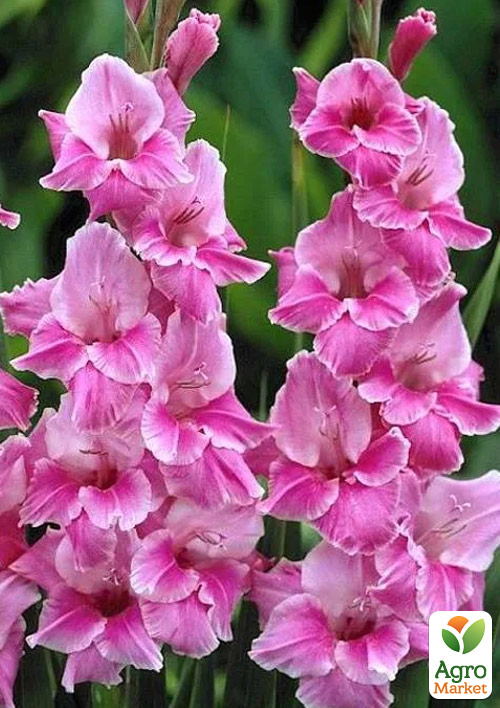 Гладіолус "Pink Event"