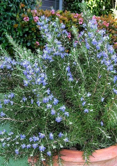Розмарин Голубой "Benenden Blue" 