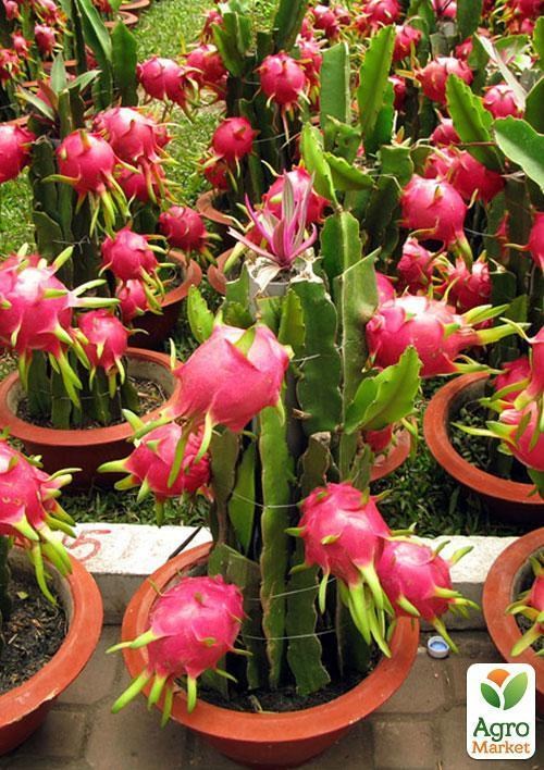 Пітахайя "Драконівський фрукт" ТМ "Vesna Exclusive" 5шт - фото 6