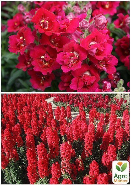 На вагу Левовий зев червоний ТМ "Весна" ціна за 1г - фото 2