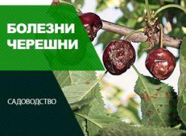 Коккомікоз черешні - корисні статті про садівництво від Agro-Market