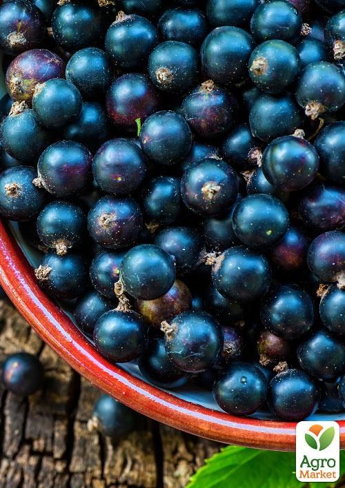 Смородина черная "Нива" (средний срок созревания) - фото 2