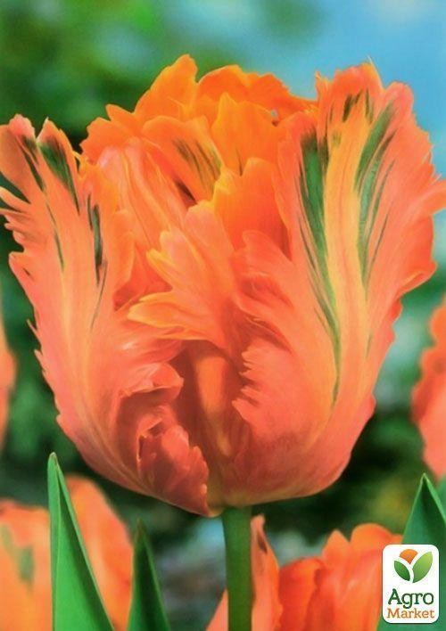 Тюльпан "Orange Favorit" 3шт в упаковці