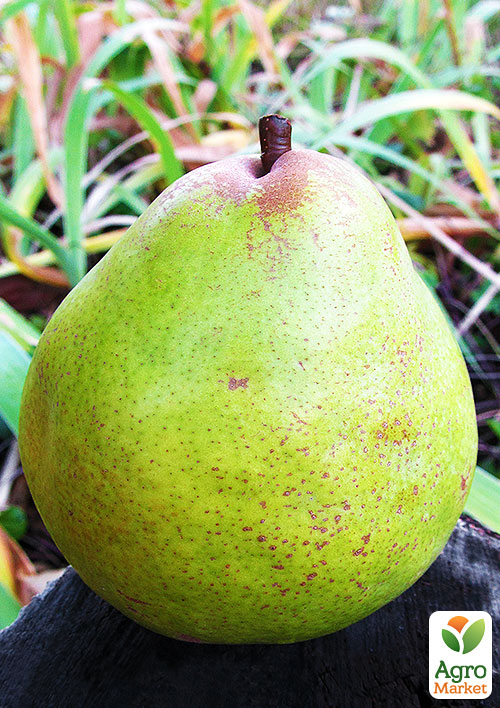 Груша "Кучерянка" (зимний сорт, поздний срок созревания)