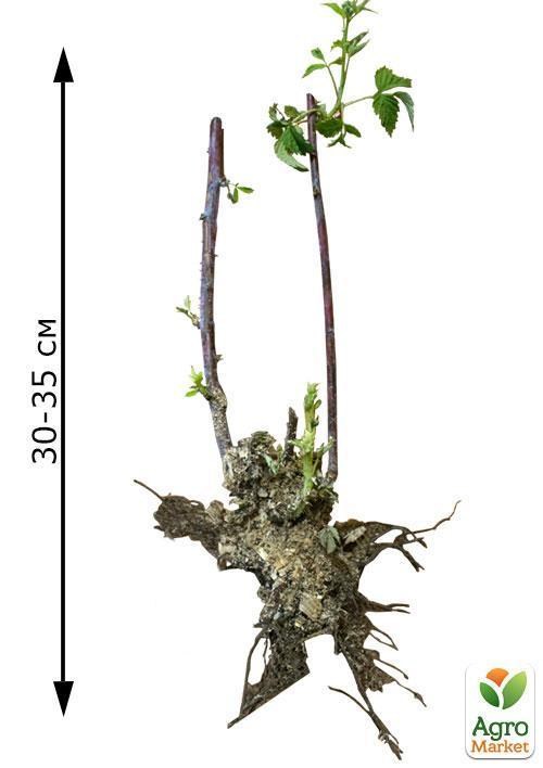 Черная малина "Кумберленд" (Cumberland) (среднего срока созревания) - фото 3