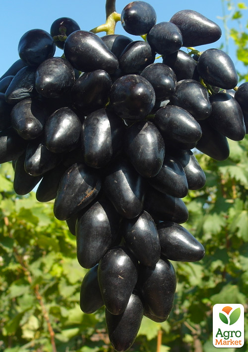 Виноград "Чорний Кристал" (двостатевий, гармонійний смак, хрустка м'якоть)