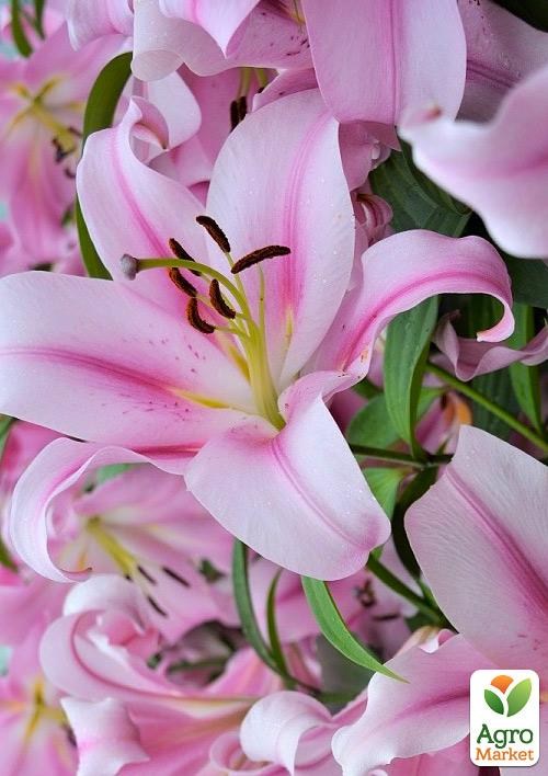 Лилия "Provecho" (Гигантский цветок)