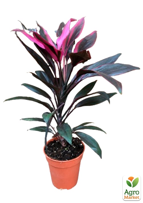 LMTD Кордилина "Tango" (высота 35-45см) - фото 10