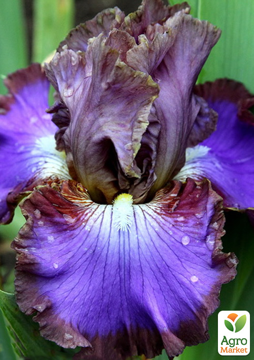Ирис бородатый крупноцветковый "Molokini"  