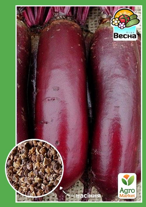 Буряк "Циліндра" ТМ "Весна" 2г