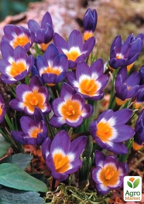 Крокус ботанический "Sieberi Tricolor" (размер 5/7 , средний)