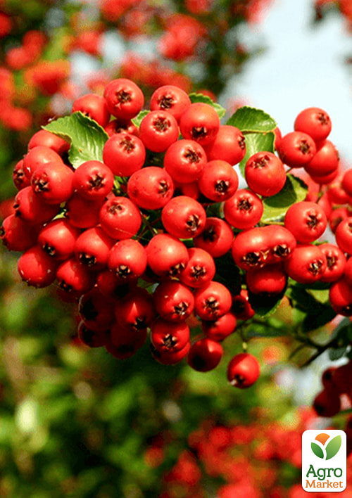 Піраканта "Red Column" 3-річна (висота 60-80см) - фото 3