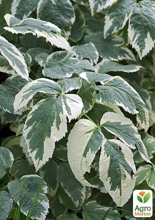 Сныть Variegata контейнер 1л