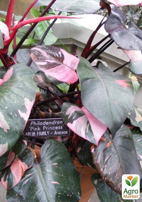 LMTD Филодендрон "Pink Princess" высота 15-30см - фото 7