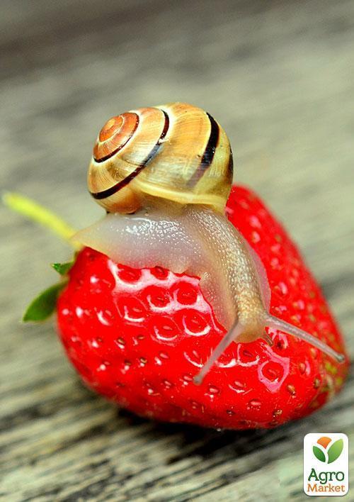 Клубника "Мальвина" (Malwina) (поздний срок созревания)  - фото 7