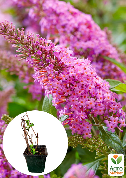 Буддлея 2х-летняя "Butterfly Candy Little Pink", С1 
