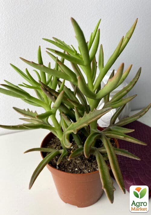 Каланхое розсічене "Spider" - фото 6