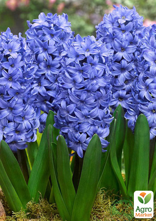 Гиацинт "Delft Blue" 