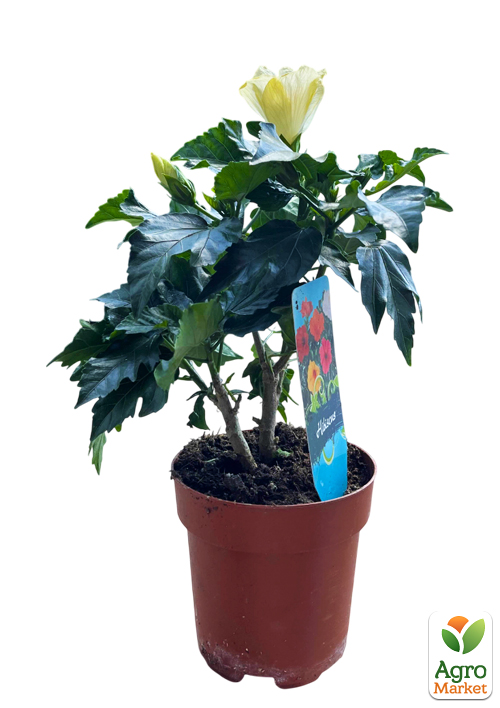 Гибискус комнатный "Boreas White"  - фото 2