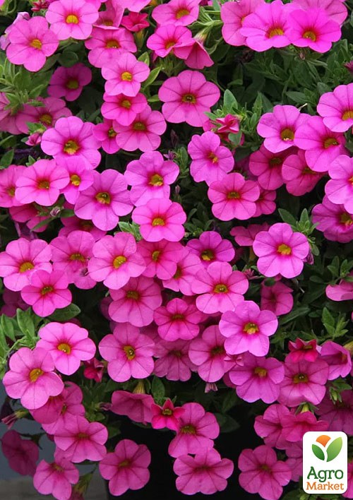 Калибрахоа PortuCal "Compact Pink" 