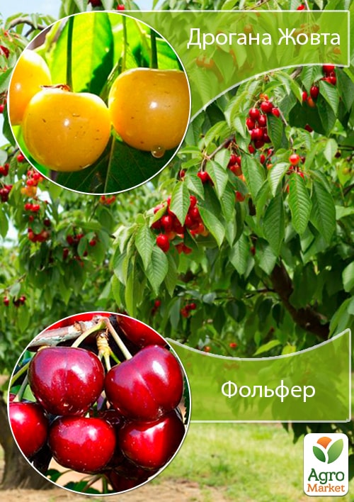 Дерево-сад Черешня "Дрогана жовта"+Черешня "Фольфер"