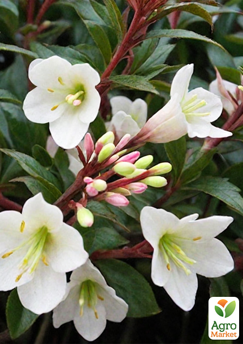 Вейгела "Black and White" (Weigela Florida)¶