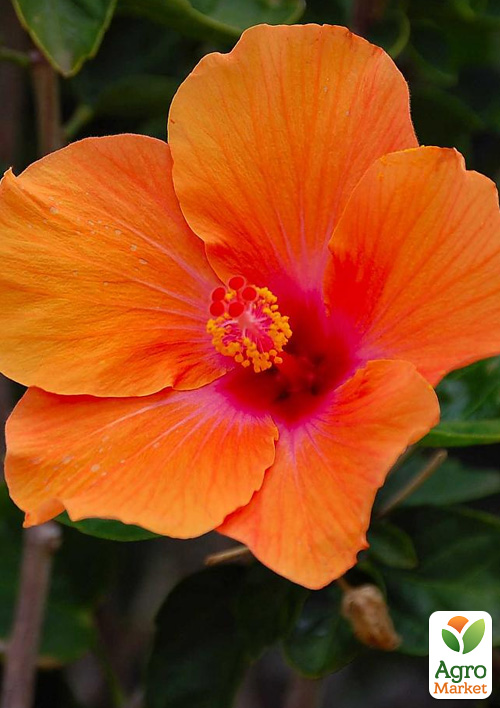 Гибискус комнатный "Adonicus Orange"  - фото 6