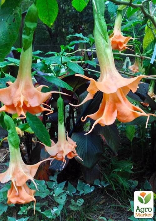 Бругмансия махровая "Angels Sunexplosion" - фото 2